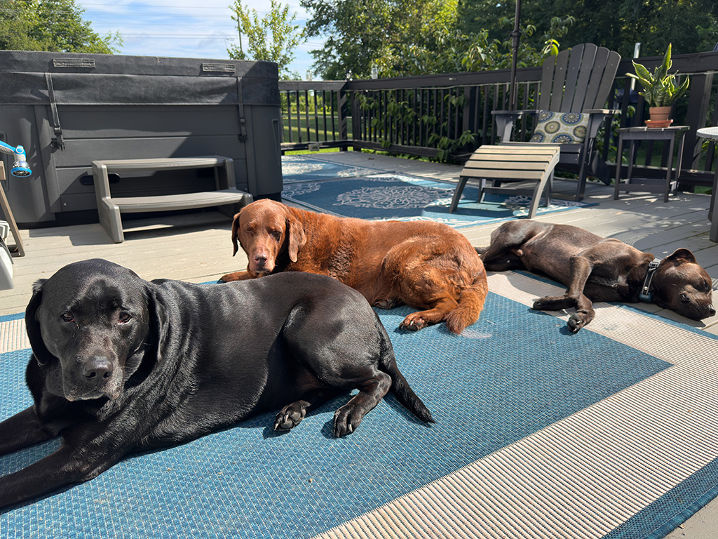 Merida, Dharma & Hugo