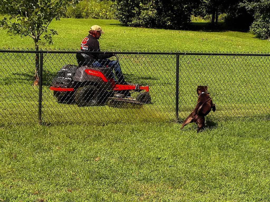 Hugo hates lawnmowers