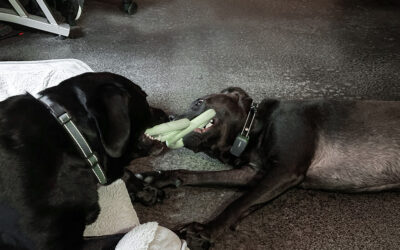 illegal callers winning the ongoing battle