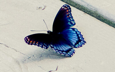 beverly hillbillies meet gilligan on the island