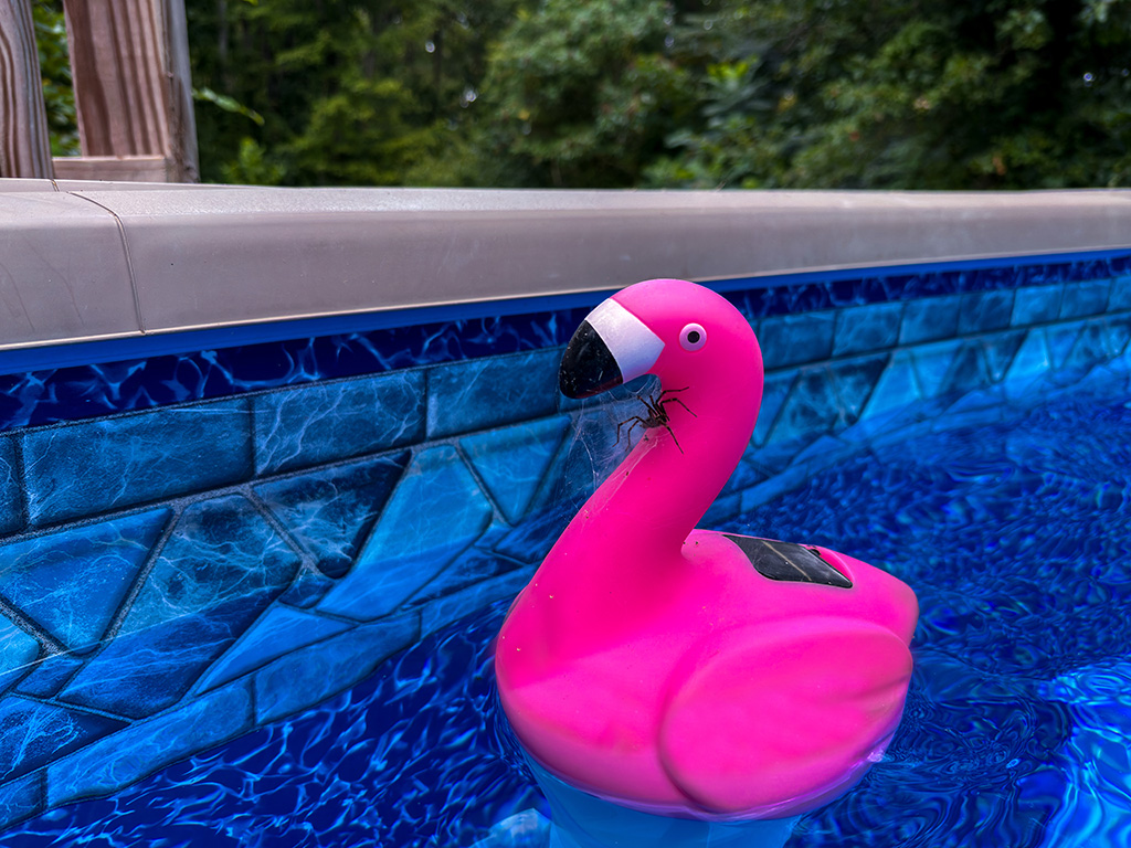 spider in the pool