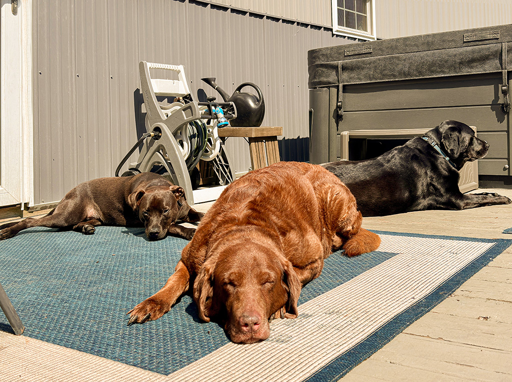 3 dogs in the sun