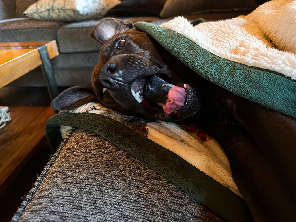 Hugo might be a democrat