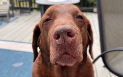 luxuries that enhance your life