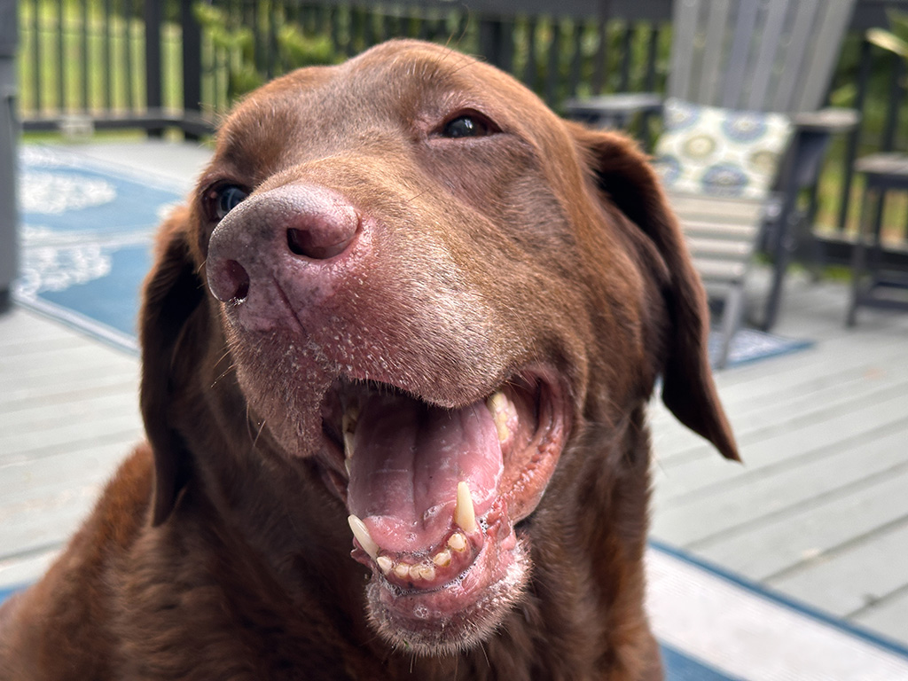 birthday girl Dharma