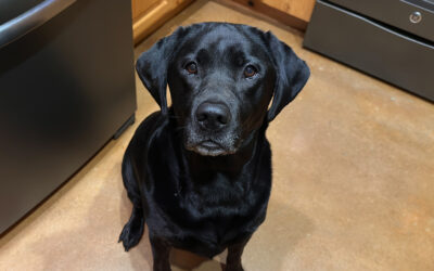 one dog’s scary treadmill misadventure