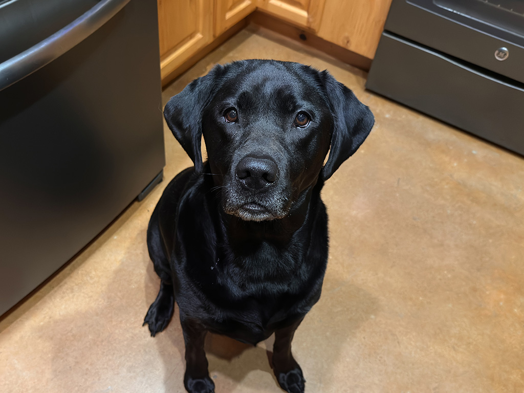Merida after treadmill mishap