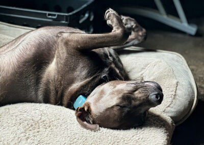 Sleep like a log: week #35