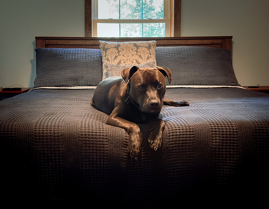 making a bed with Hugo in it