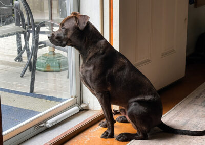 Hugo watching for snow: week #37