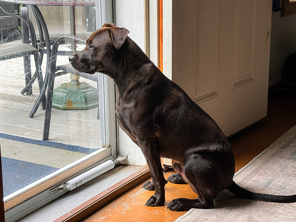 Hugo watching for snow: week #36 Hugo watching for snow: week #36