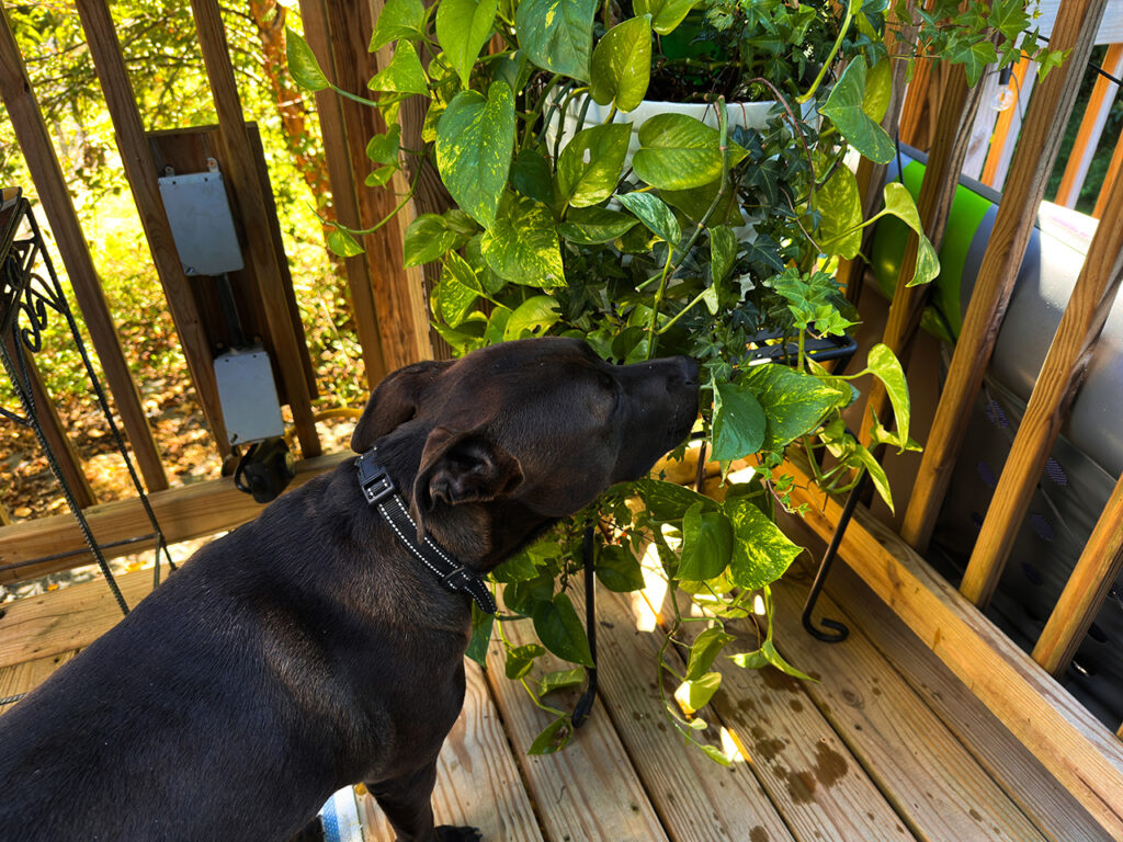 Dogs have more fun! Week #38