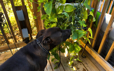 strive to be more like Hugo