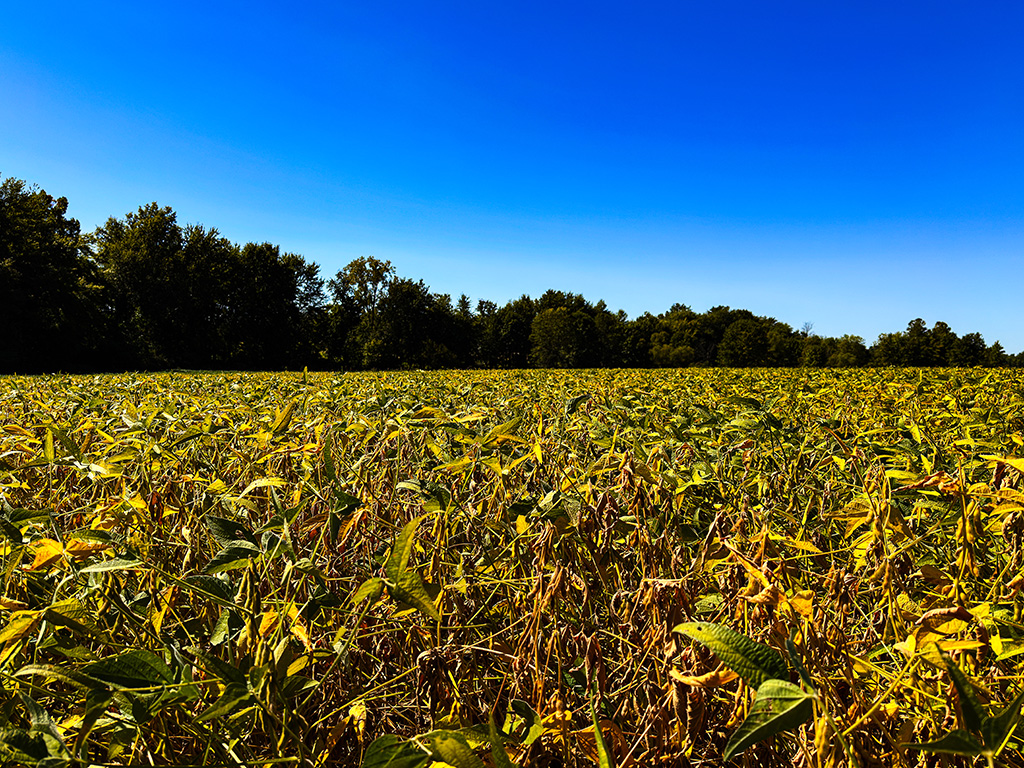 bean field in Indiana in September