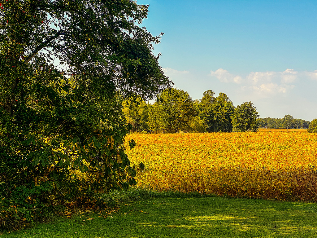 bean field in late summer