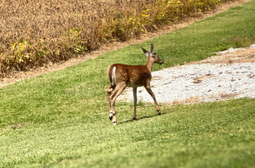 rural living has a cute and scary side