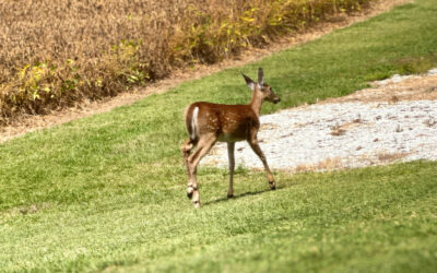 rural living has a cute and scary side