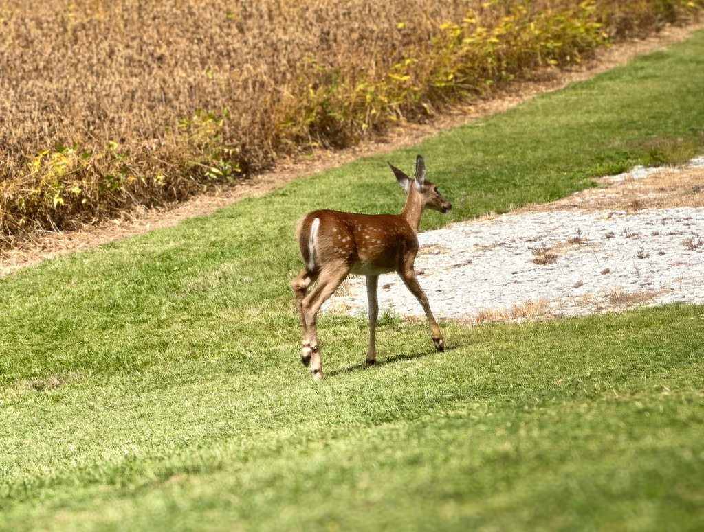 fawn playing in the yard
