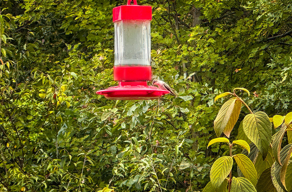hummingbirds have their suitcases packed for the journey