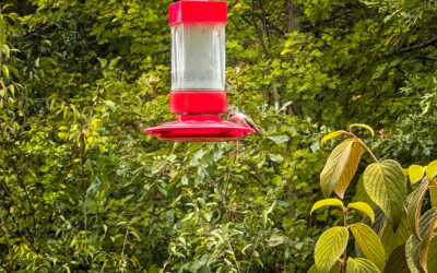 hummingbirds have their suitcases packed for the journey