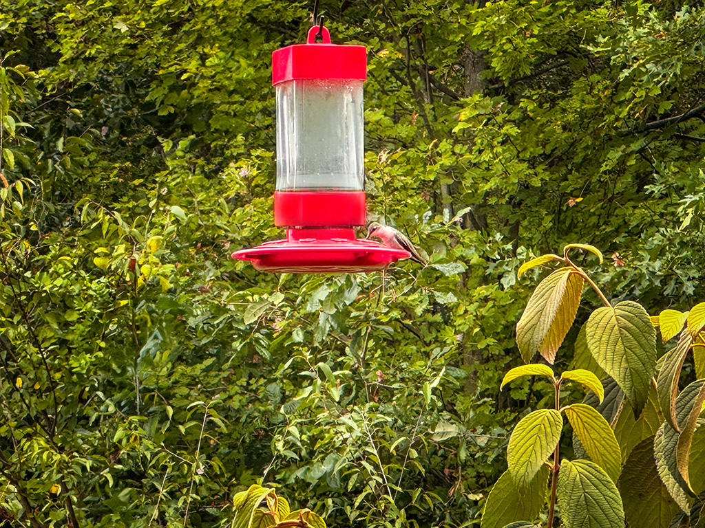 lone hummingbird