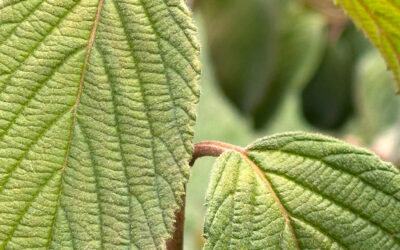peak for fall leaves in Indiana