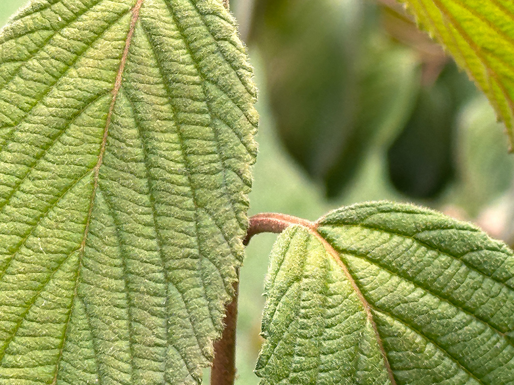 green leaves of shrub