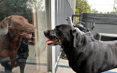 dogs get better treatment in the ER than humans