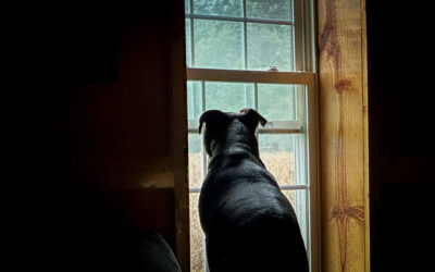 do you suffer from professional victim fatigue?