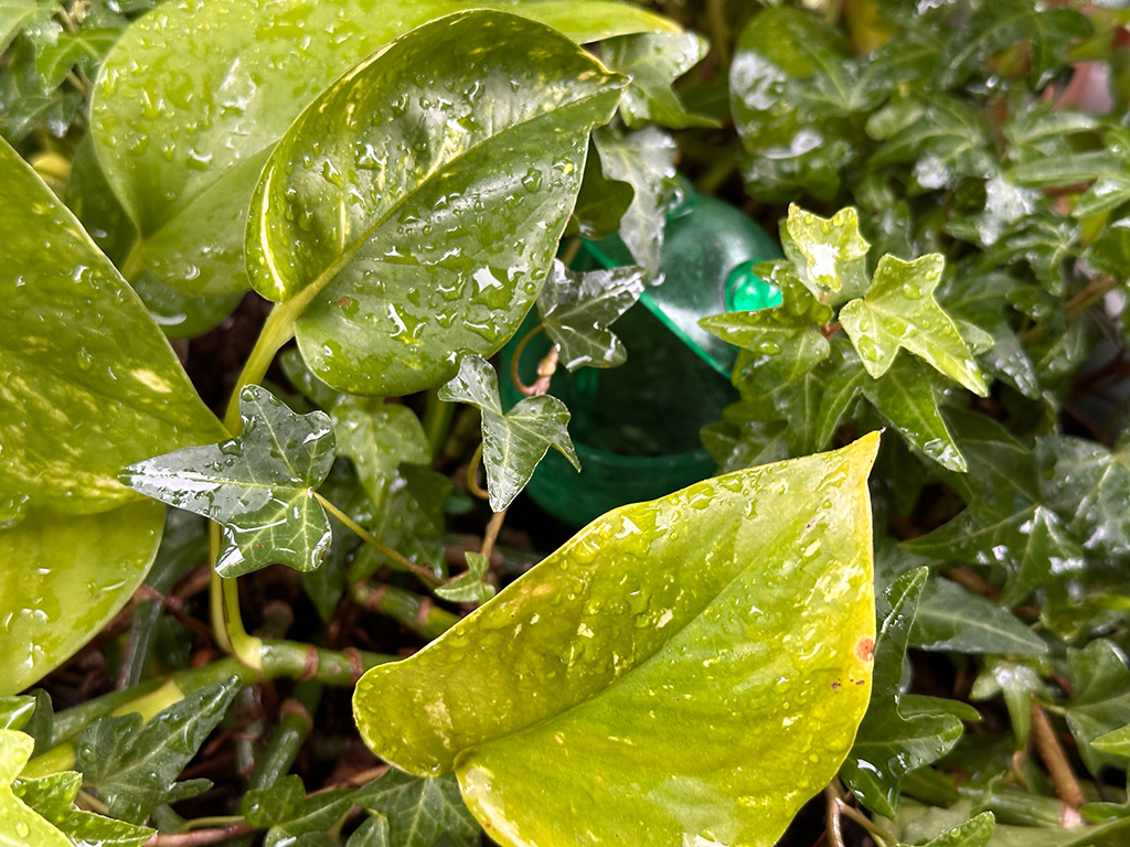 plants to move before frost