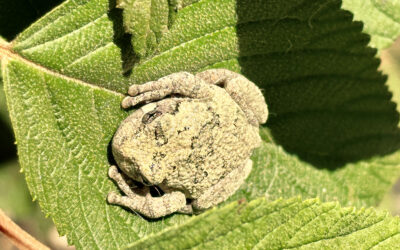 did i rescue a tree frog or toad?