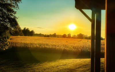how long before harvest on my county road?