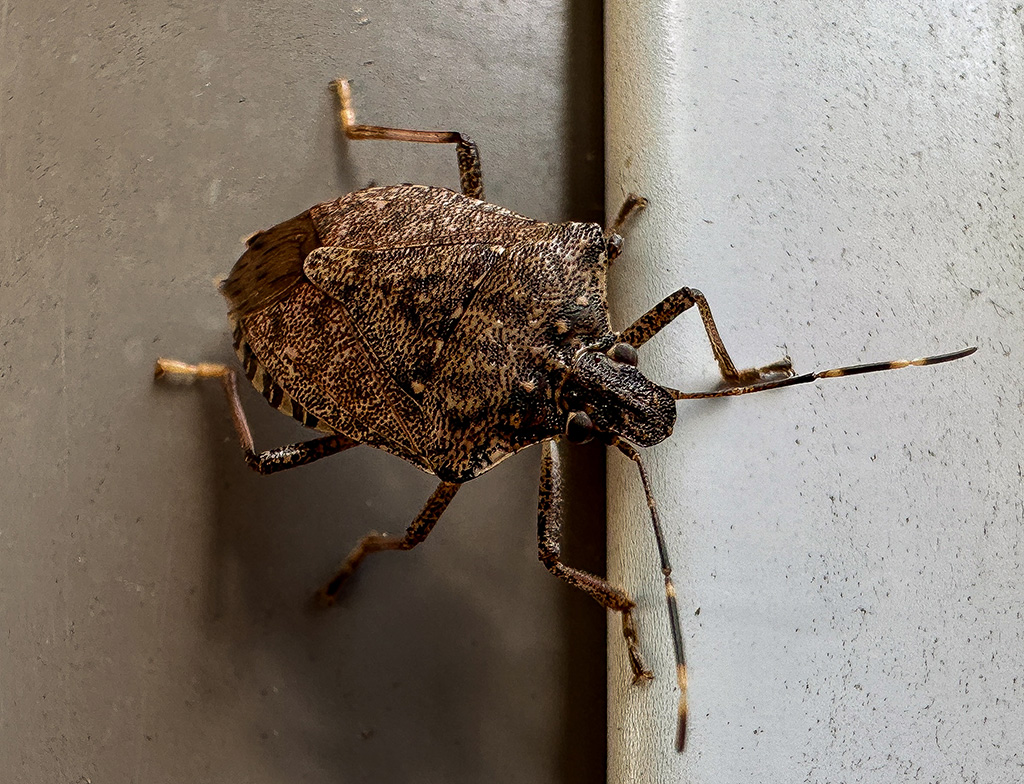 it's a stink bug invasion