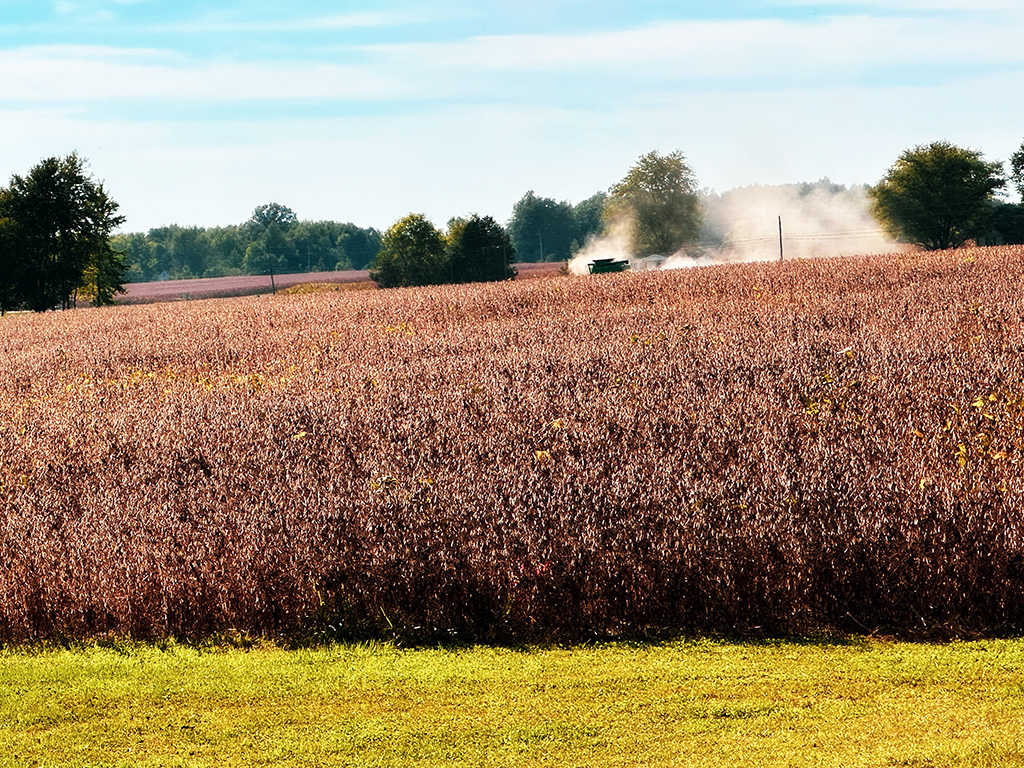 harvest day, 10/1/25: beans