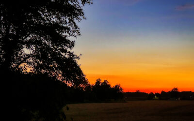 stink bugs, green onions, and chicken poop