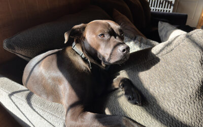 having 3 dogs is like having 3 toddlers