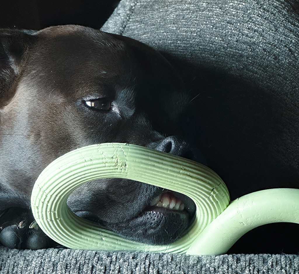 Hugo's worst photo