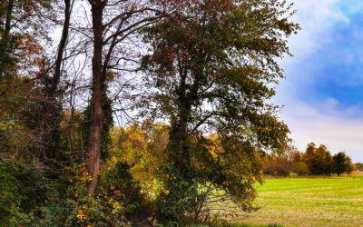 i missed the anniversary, but better late than never