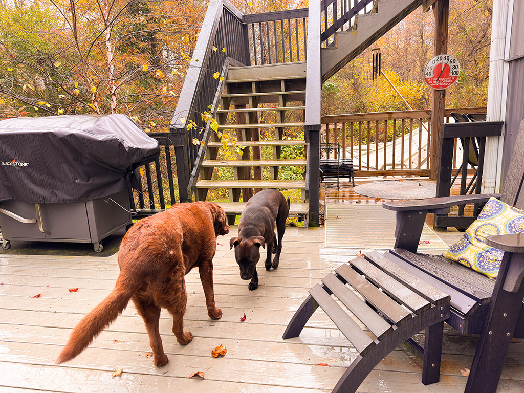 dogs on the deck during a rainy day