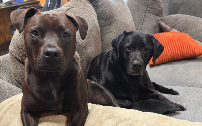 rescue dogs are the best