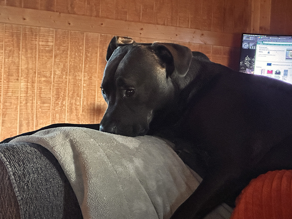 Hugo in deep thought.