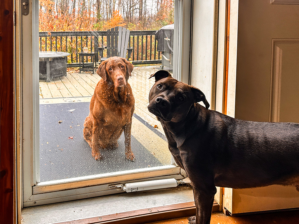 Dharma is outside looking in at Hugo.