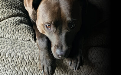 Hugo has new relatives