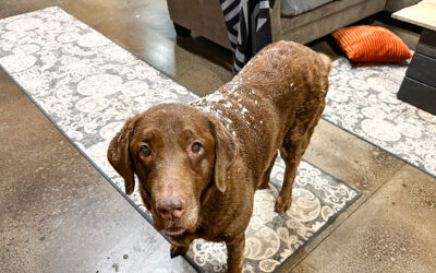 thanksgiving is a memory and the leftovers are gone