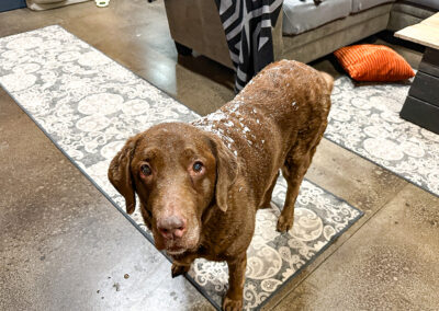 Dharma LOVES snow: week #49