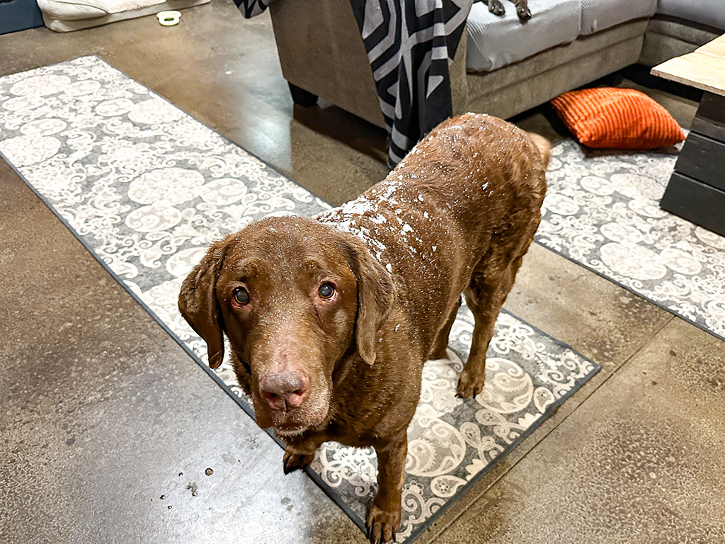 Dharma LOVES snow: week #49