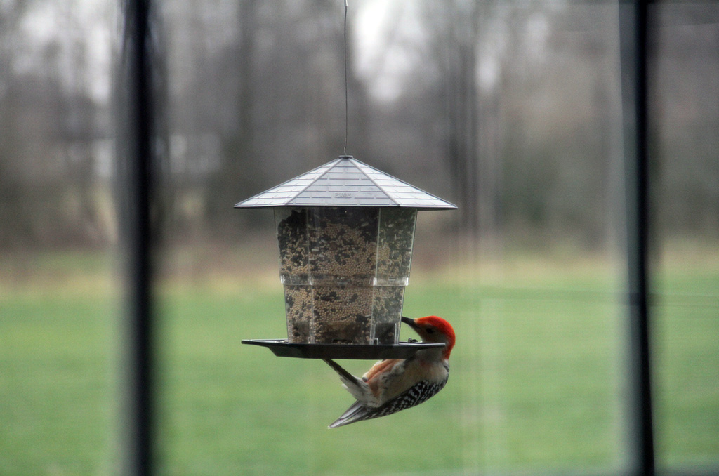 woodpecker on a bird feeder