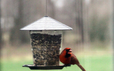 treadmills need an “i’m old” setting