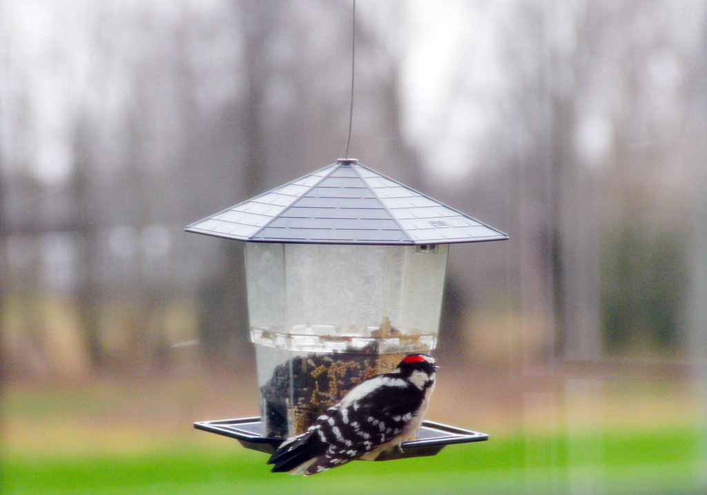 woodpecker on bird feeder