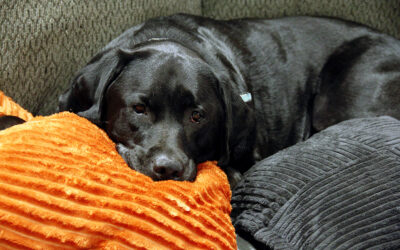 are you depressed after Christmas un-decorating?